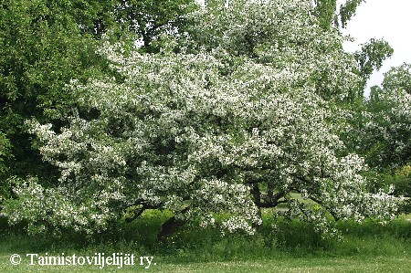 Malus baccata
